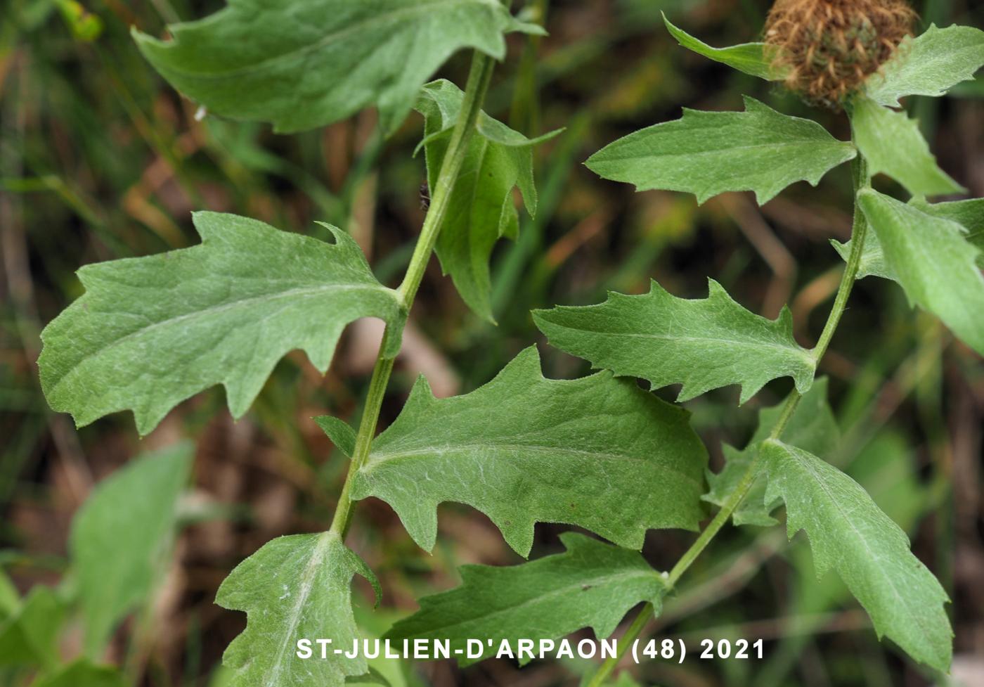 Knapweed, Plume leaf